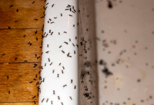 Best Residential Pest Control  in Rheems, PA