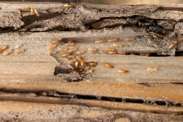 Best Termite Control Services  in Rheems, PA