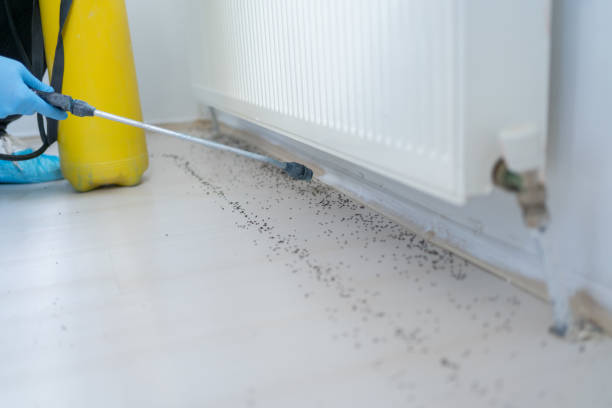 Best Wasp Removal Services  in Rheems, PA